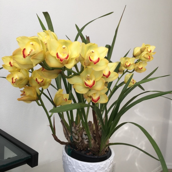 Meet your Posher, Christine - Picture 2 of 2